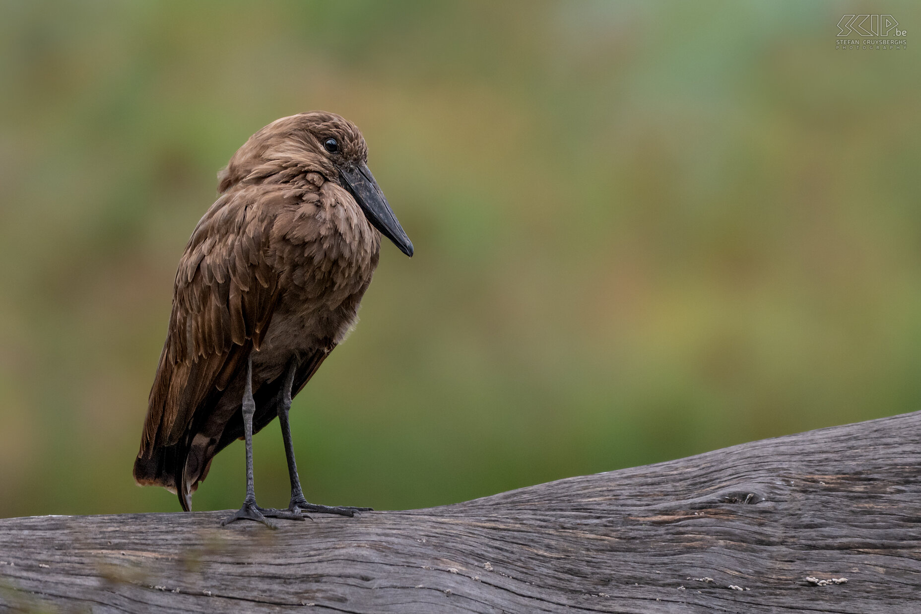 Lake Naivasha - Hamerkop De hamerkop is een veel voorkomende middelgrote bruine Afrikaanse watervogel. Ze hebben een karakteristieke kop  die lijkt op een hamer wanneer de vogel zijn nek uitsteekt. De hamerkop staat het meest bekend om zijn gigantisch grote nesten die wel 1,5 meter groot kunnen worden.  Stefan Cruysberghs